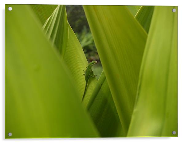 Kauai, Larry the Lizard trying to hide... Acrylic by Patti Barrett