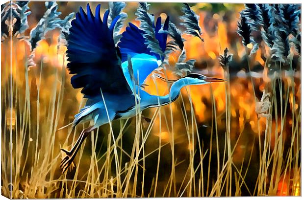  Blue Heron Canvas Print by Jack Torcello