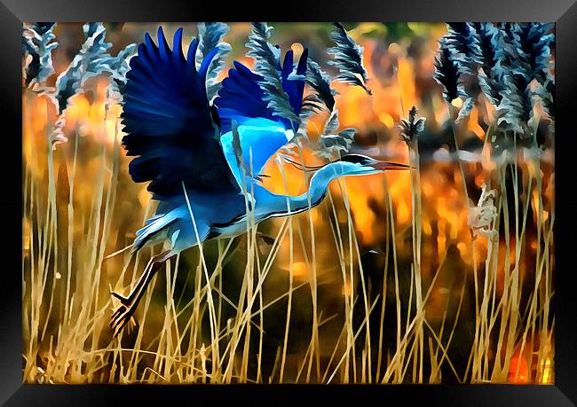  Blue Heron Framed Print by Jack Torcello