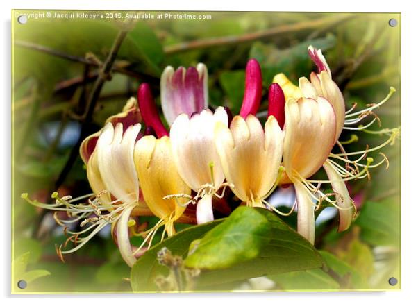 Honeysuckle  Acrylic by Jacqui Kilcoyne