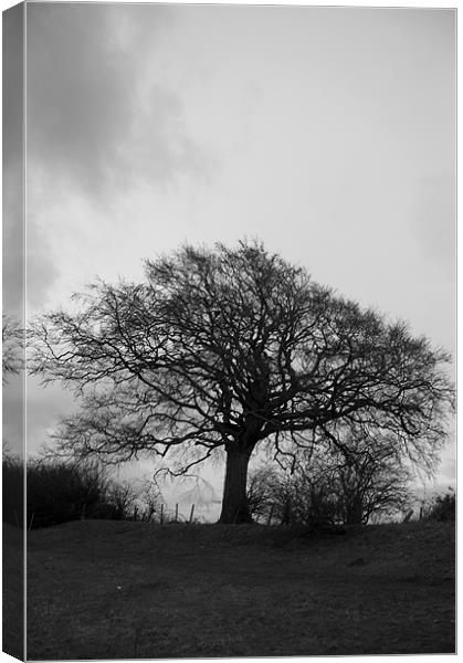 Black and White Tree Canvas Print by David Moate