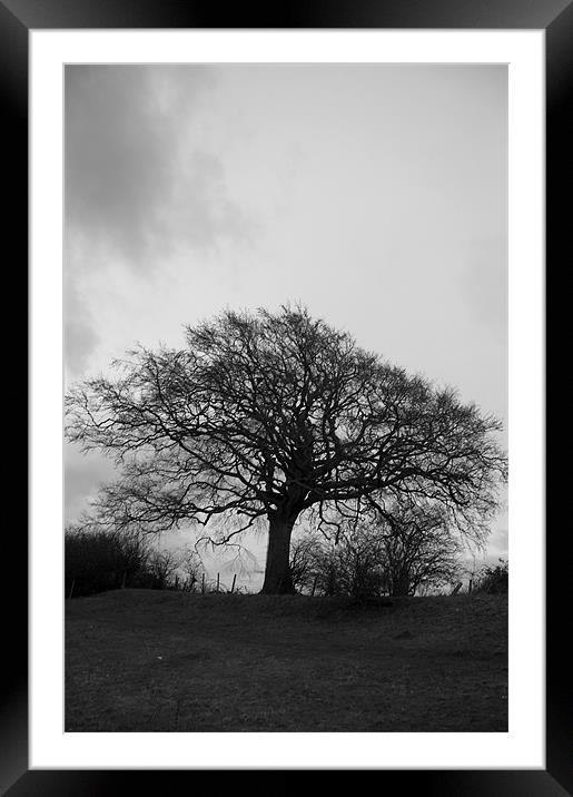 Black and White Tree Framed Mounted Print by David Moate