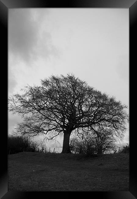 Black and White Tree Framed Print by David Moate