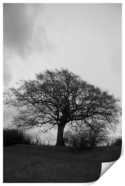 Black and White Tree Print by David Moate