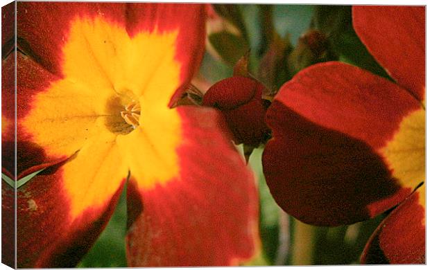  flora in color Canvas Print by dale rys (LP)