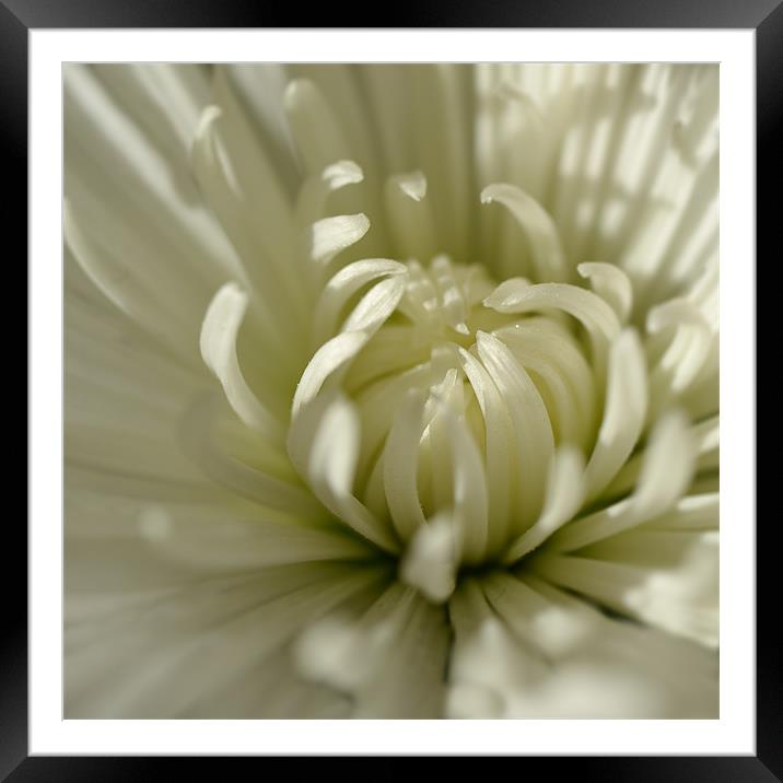 Chrysanthemum Framed Mounted Print by Stephen Mole