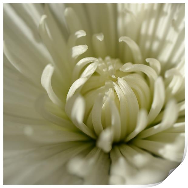 Chrysanthemum Print by Stephen Mole