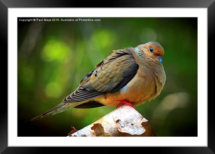  Mourning Dove  Framed Mounted Print by Paul Mays