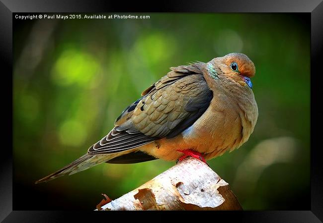 Mourning Dove  Framed Print by Paul Mays