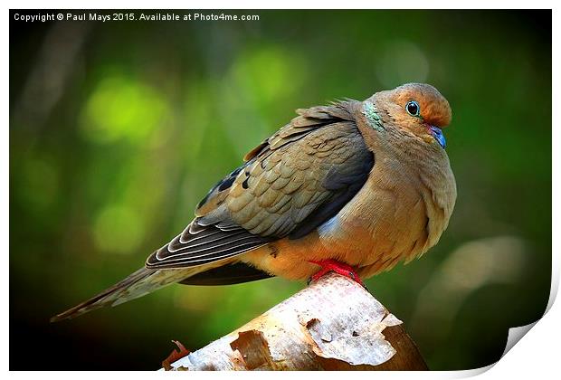  Mourning Dove  Print by Paul Mays