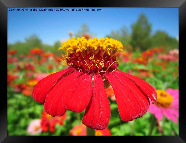 A beautiful flower in the garden, Framed Print by Ali asghar Mazinanian