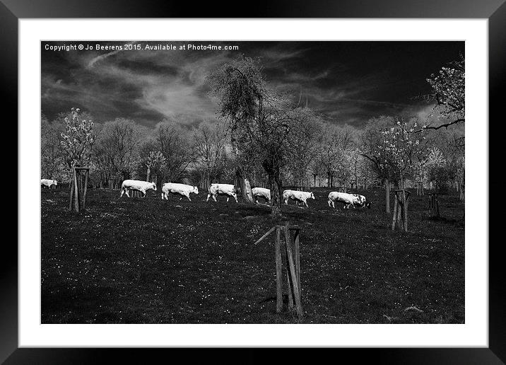  line of cows Framed Mounted Print by Jo Beerens
