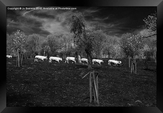 line of cows Framed Print by Jo Beerens