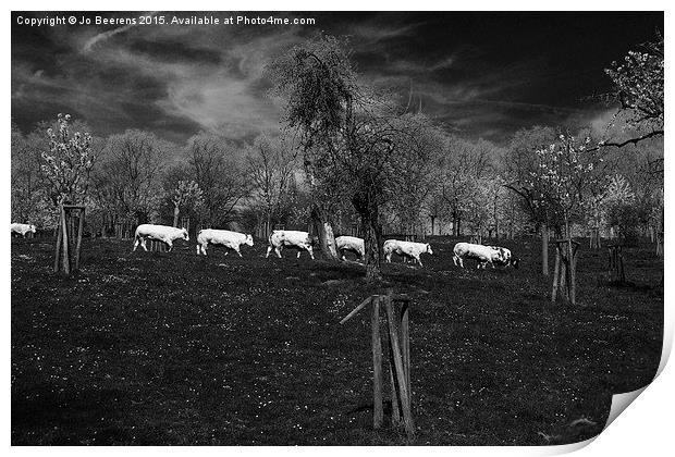  line of cows Print by Jo Beerens