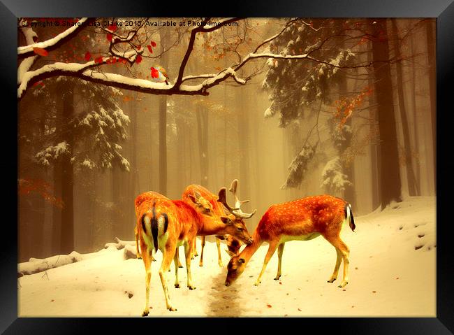  Fallow Deer Framed Print by Sharon Lisa Clarke
