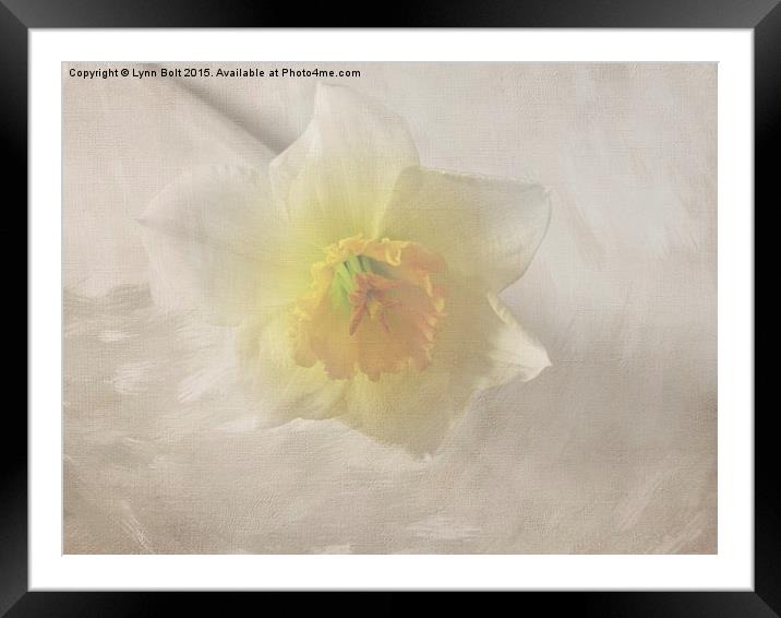  Daffodil Framed Mounted Print by Lynn Bolt