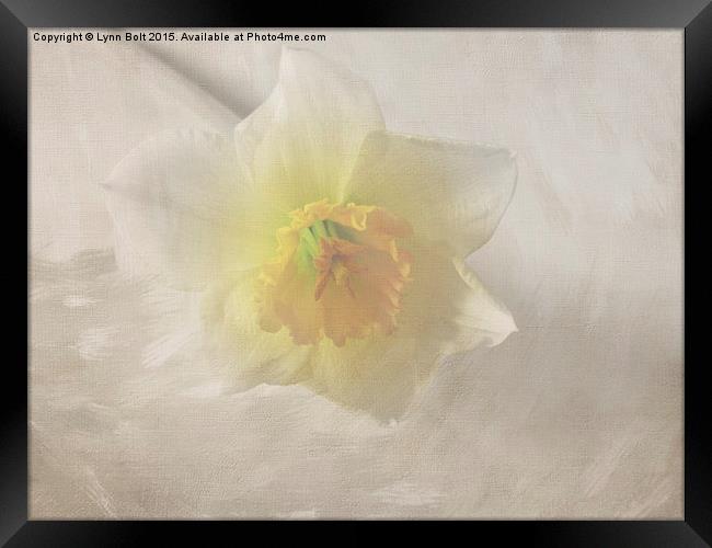  Daffodil Framed Print by Lynn Bolt