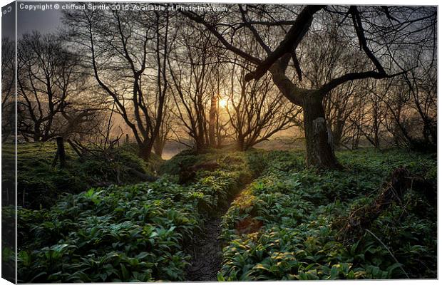  Enchanted forest Canvas Print by clifford Spittle