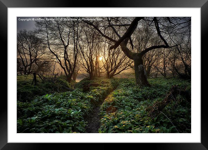  Enchanted forest Framed Mounted Print by clifford Spittle