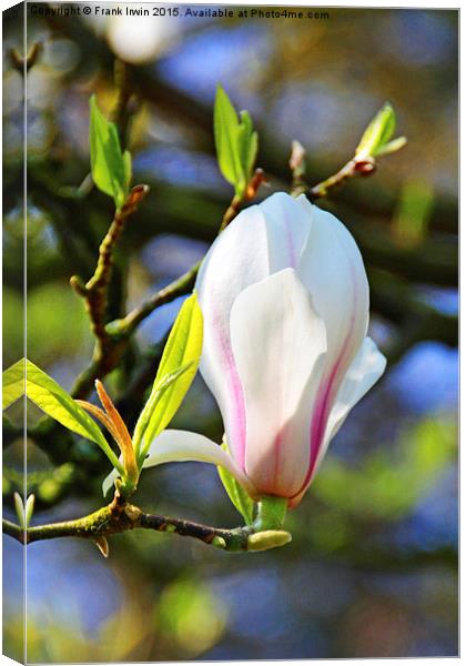 Magnolia flower just opening. Canvas Print by Frank Irwin