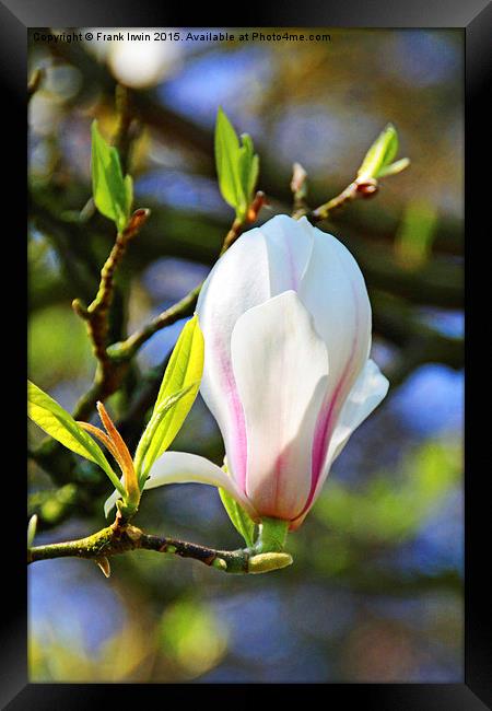 Magnolia flower just opening. Framed Print by Frank Irwin