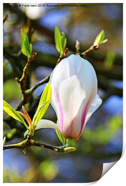 Magnolia flower just opening. Print by Frank Irwin