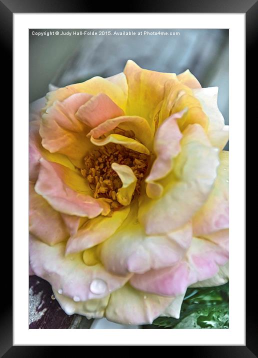  Rose Framed Mounted Print by Judy Hall-Folde