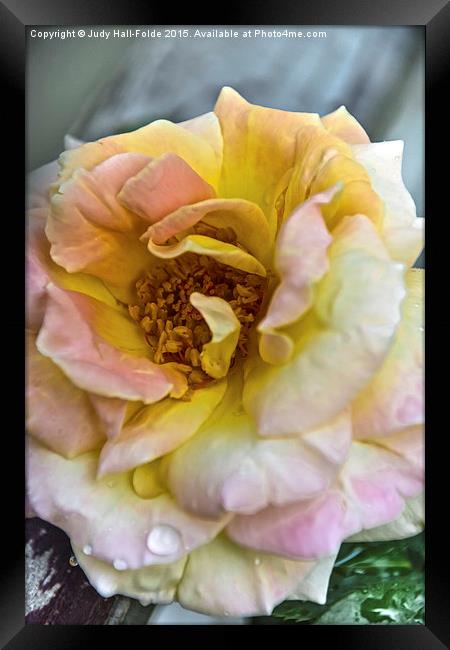  Rose Framed Print by Judy Hall-Folde