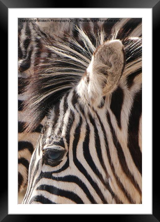 Zebra Eye Framed Mounted Print by rawshutterbug 