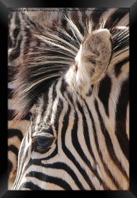 Zebra Eye Framed Print by rawshutterbug 