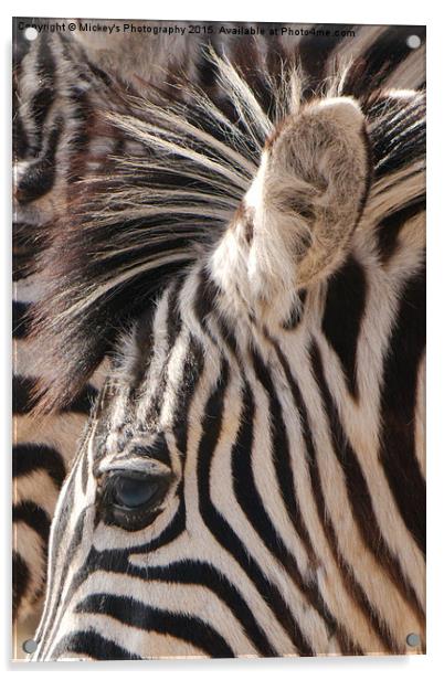 Zebra Eye Acrylic by rawshutterbug 