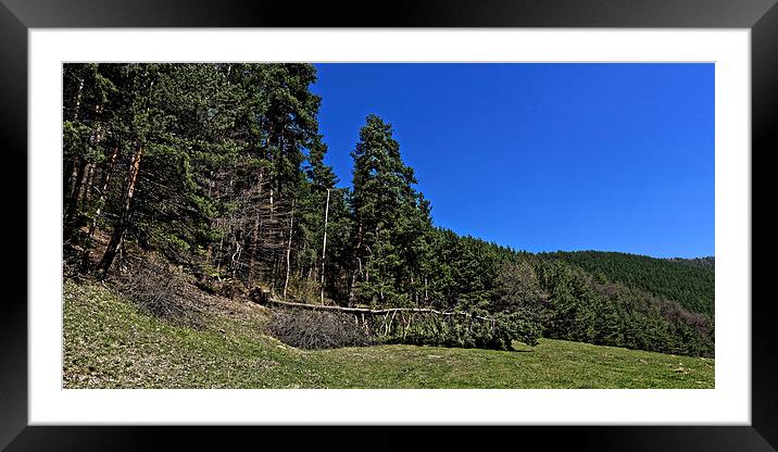 Green forest and some dying trees near Rasinari Framed Mounted Print by Adrian Bud