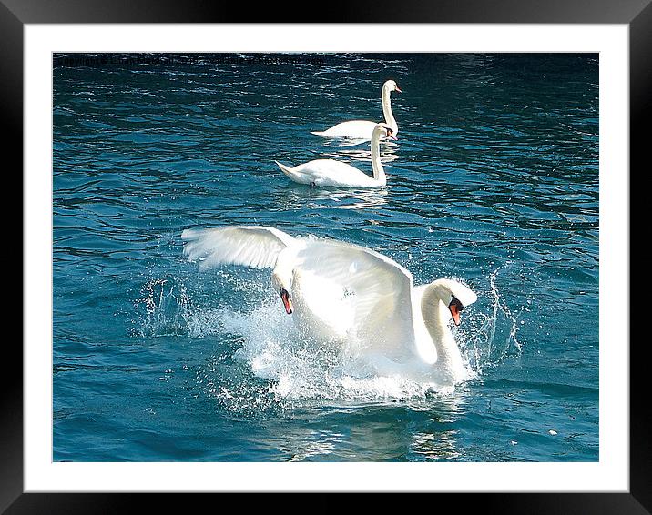  Swans fighting.  Framed Mounted Print by Lilian Marshall