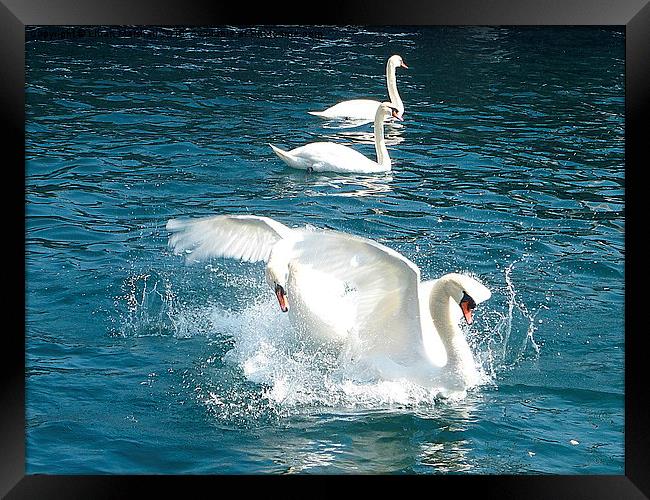  Swans fighting.  Framed Print by Lilian Marshall