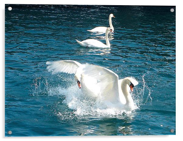  Swans fighting.  Acrylic by Lilian Marshall