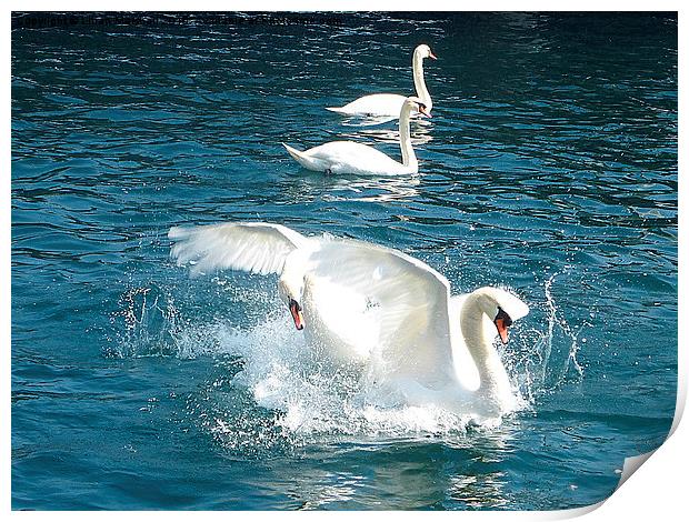  Swans fighting.  Print by Lilian Marshall