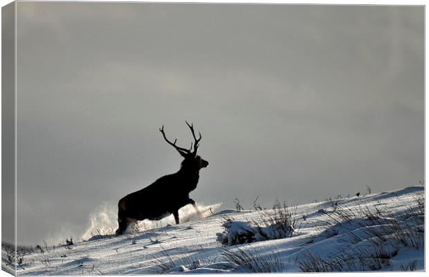  Stag in Snow Canvas Print by Macrae Images