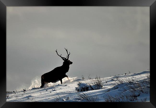  Stag in Snow Framed Print by Macrae Images