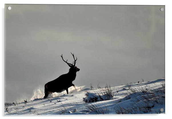  Stag in Snow Acrylic by Macrae Images