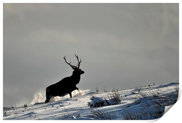  Stag in Snow Print by Macrae Images