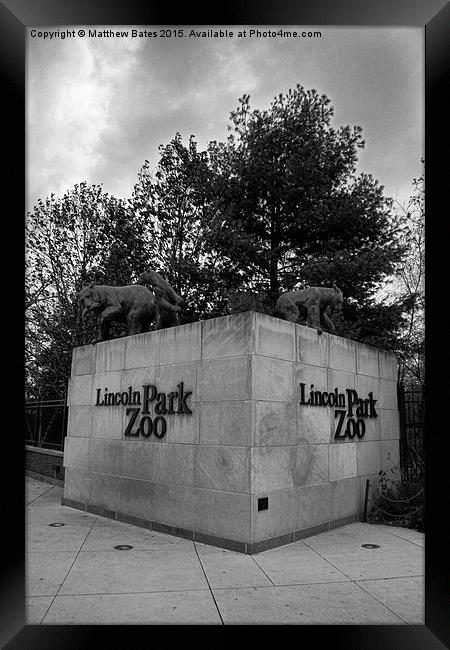 Lincoln Park Zoo Framed Print by Matthew Bates