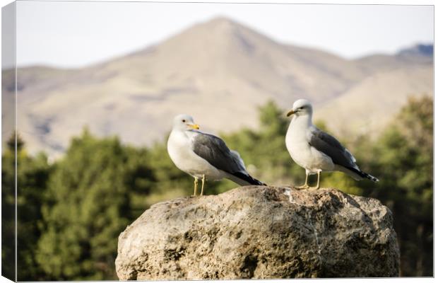  Seagulls on a rock Canvas Print by Brent Olson