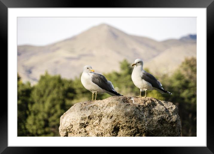  Seagulls on a rock Framed Mounted Print by Brent Olson