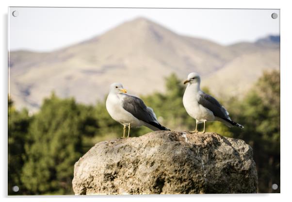  Seagulls on a rock Acrylic by Brent Olson