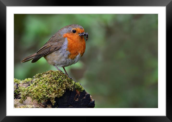  Robin Red Breast Framed Mounted Print by Fine art by Rina