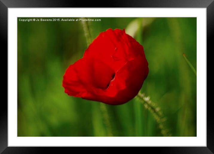  spring poppy Framed Mounted Print by Jo Beerens