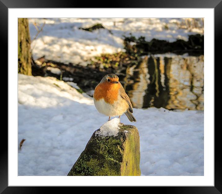 Robin on an Icy Rock Framed Mounted Print by Ellie Rose