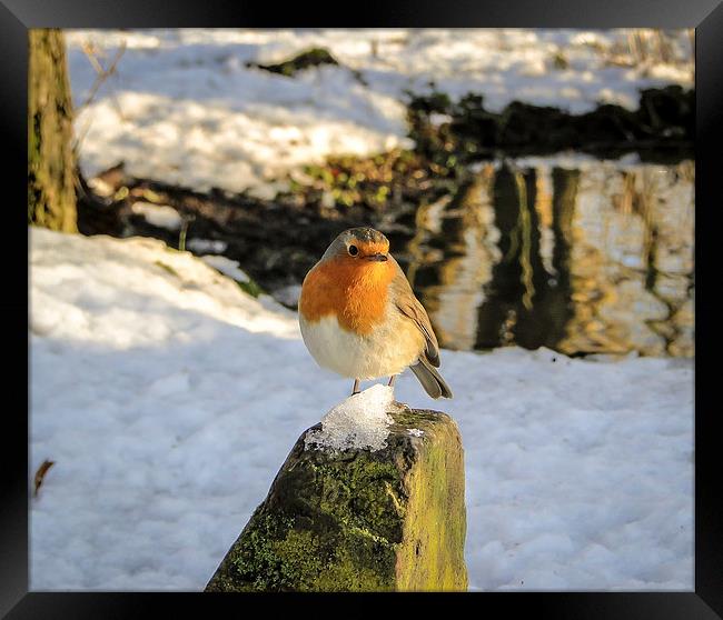 Robin on an Icy Rock Framed Print by Ellie Rose