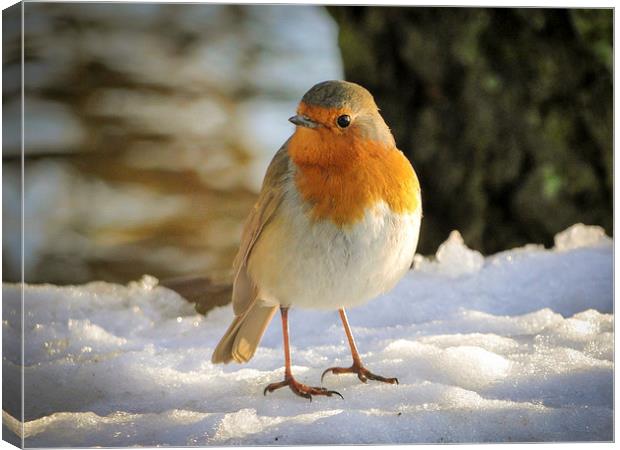 Robin in the Snow Canvas Print by Ellie Rose