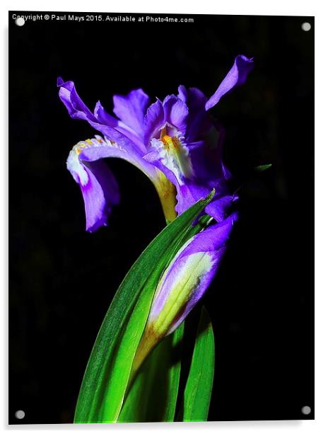 Wild Dwarf Iris Acrylic by Paul Mays